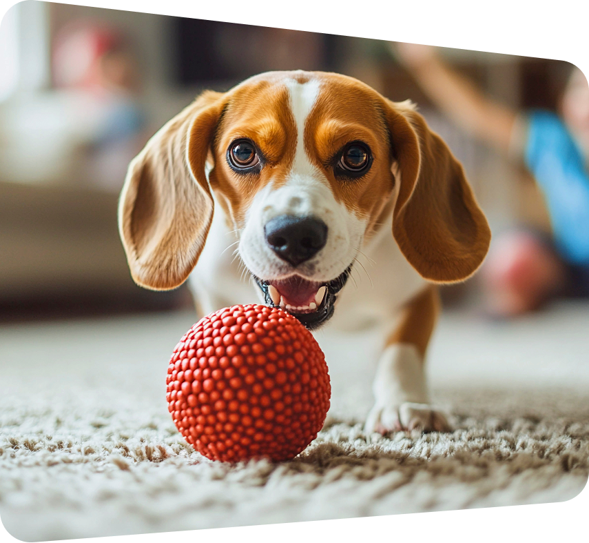 Beagle with ball